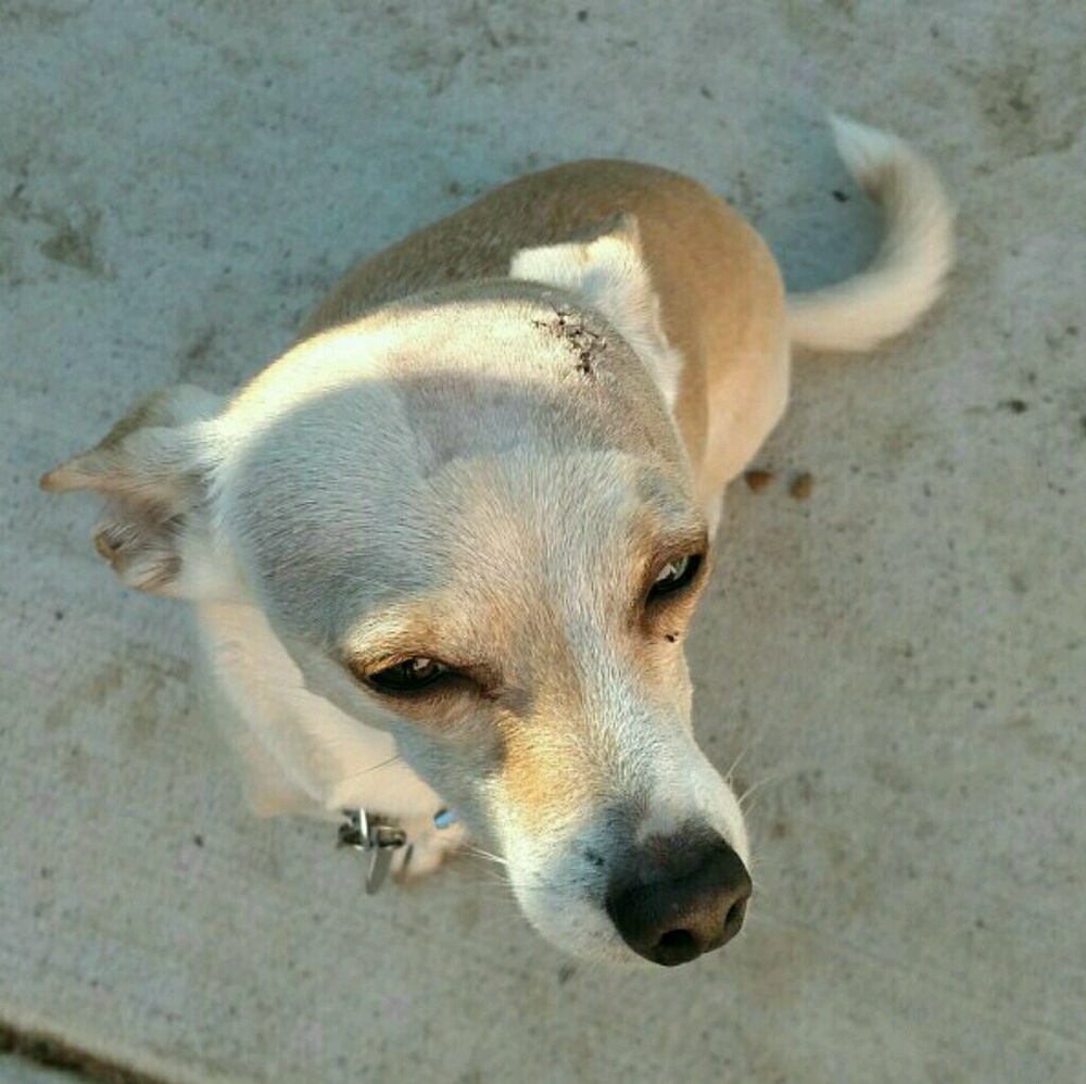 Meet your Posher, Sydney